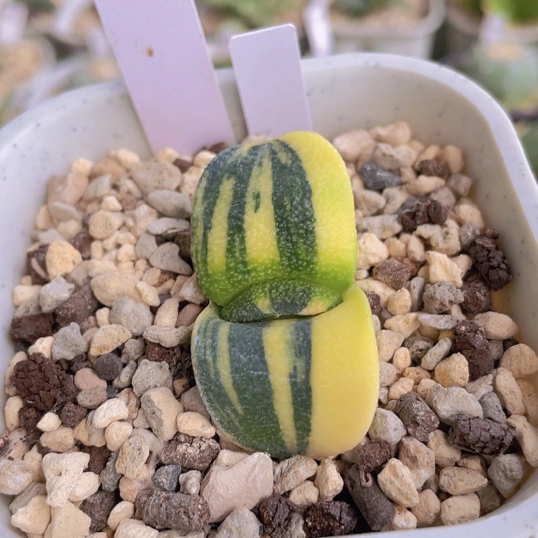 50号脱土发货1111
