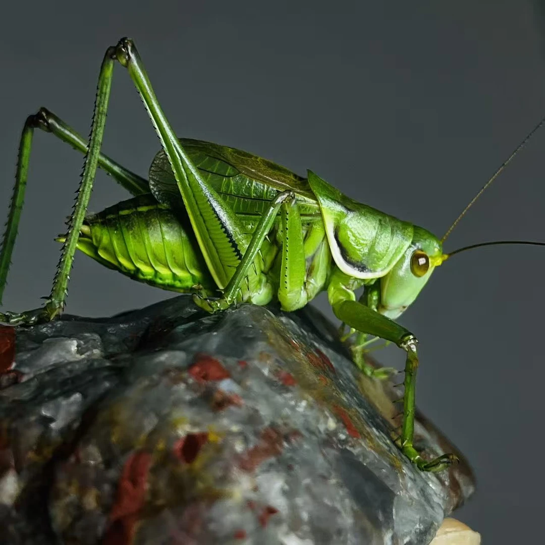 山青绿冬蝈蝈狼牙山精品翠绿宠物新脱活虫品相颜色好爱叫包邮包活