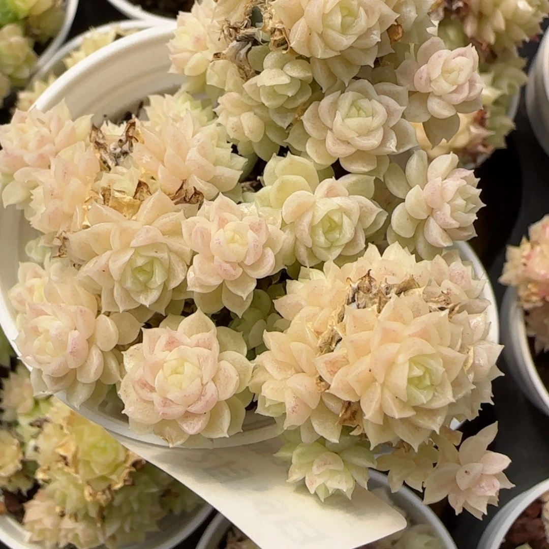 花语逸境0219-819散