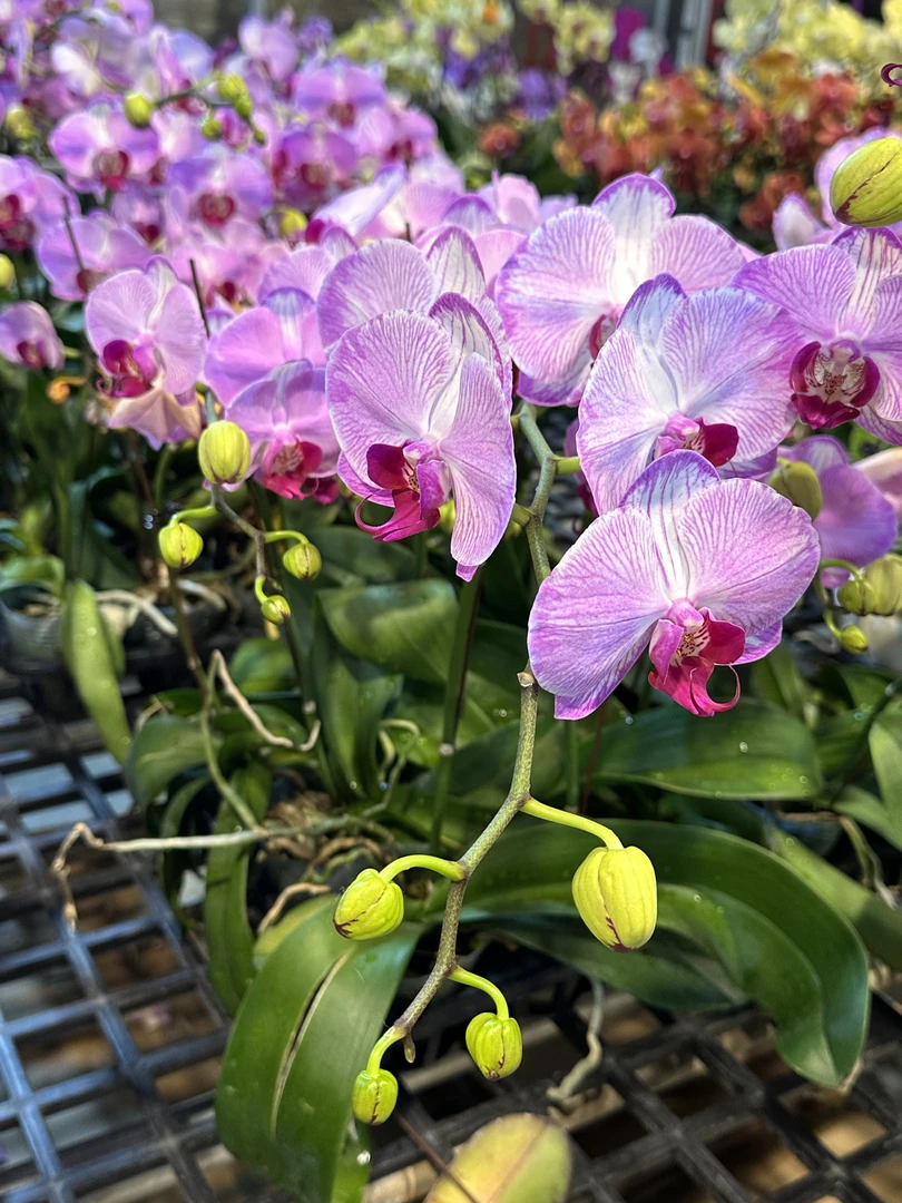 鲜花【多彩水蜜桃】蝴蝶兰室内种植观赏送礼带花发货