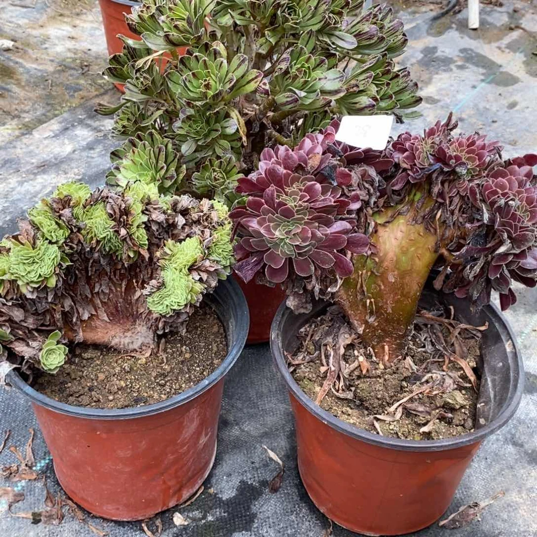 多肉植物组合拼盘28