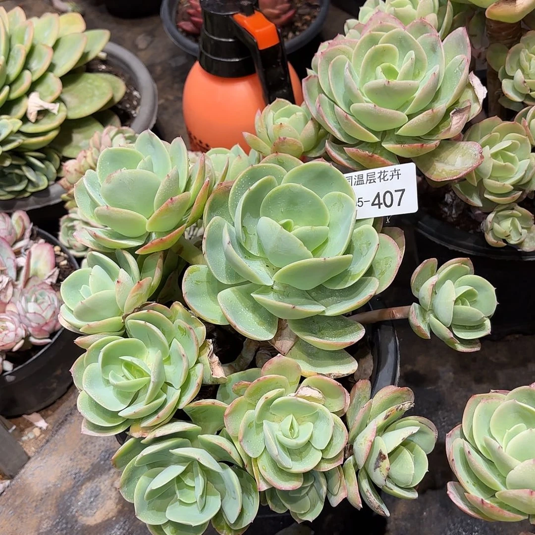 同温层多肉骑兵407量拍