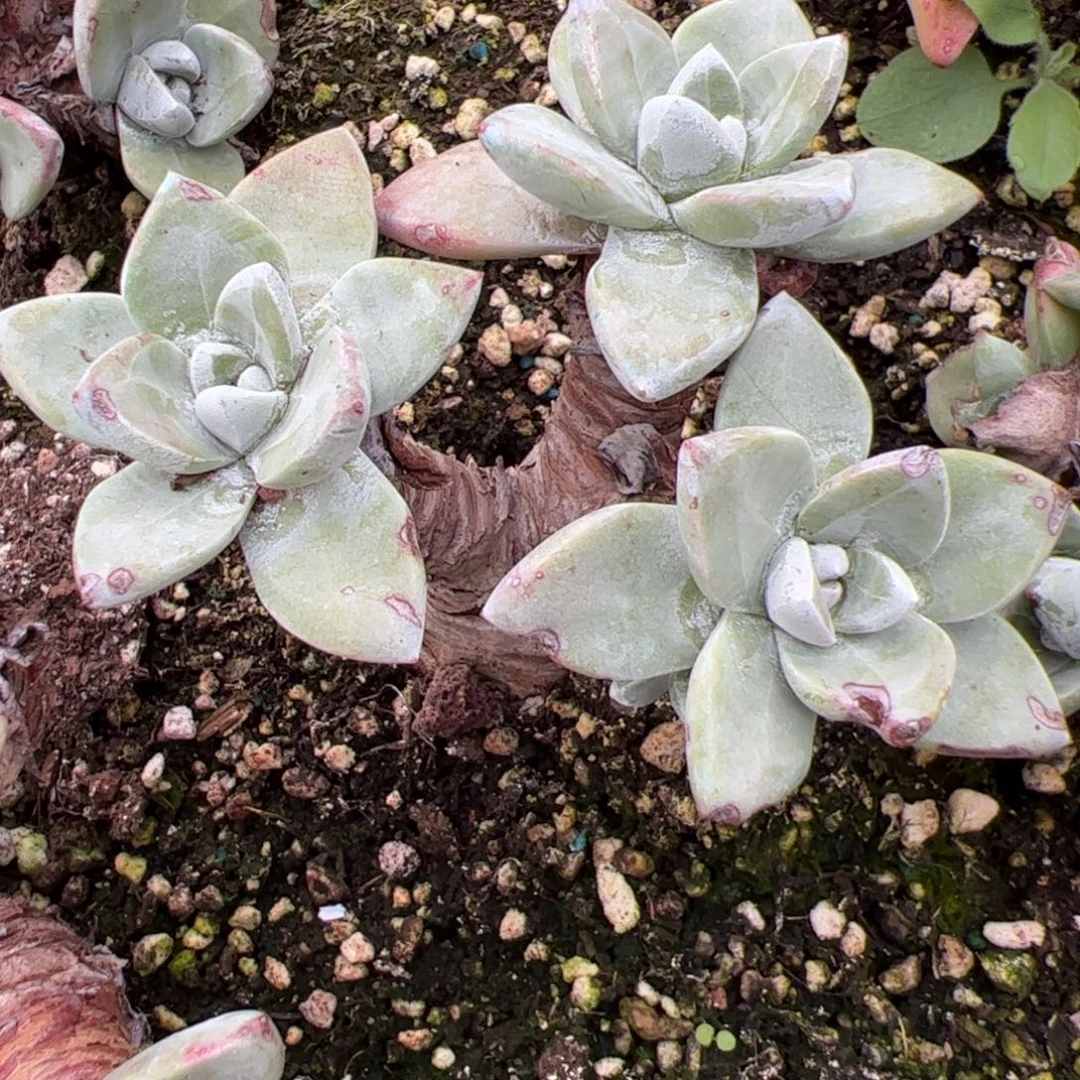 3261泡西弗洛拉仙女杯