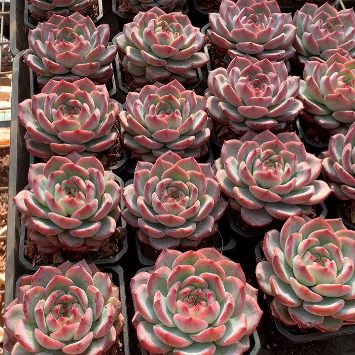 红鸾多肉植物9.99两单包邮