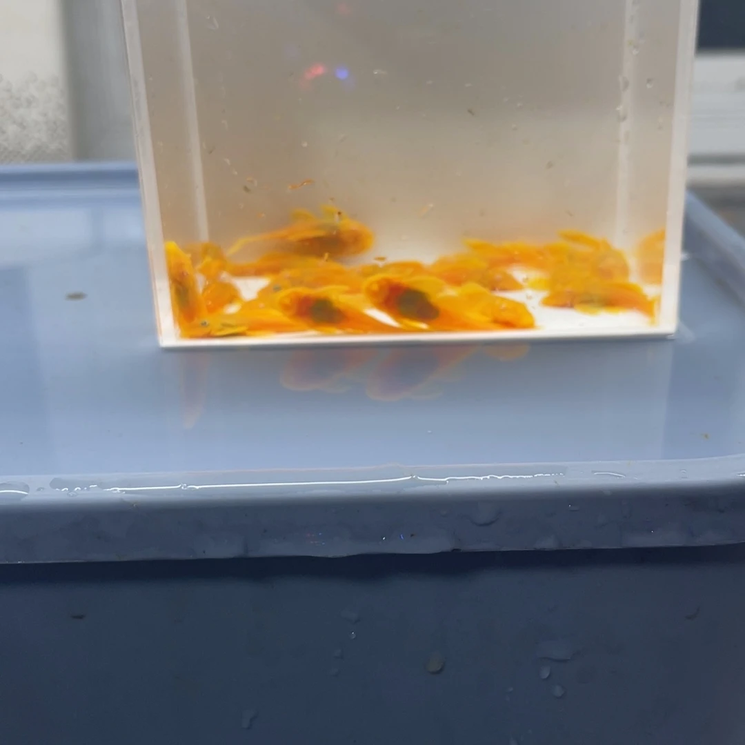 孔雀鱼中号胡子20条开箱视频报损