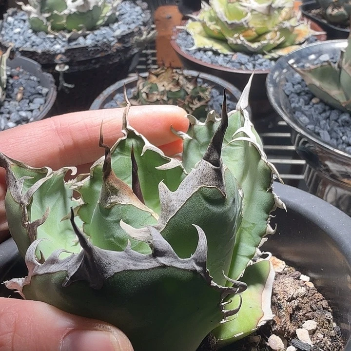 无花朵龙舌兰仁王冠4