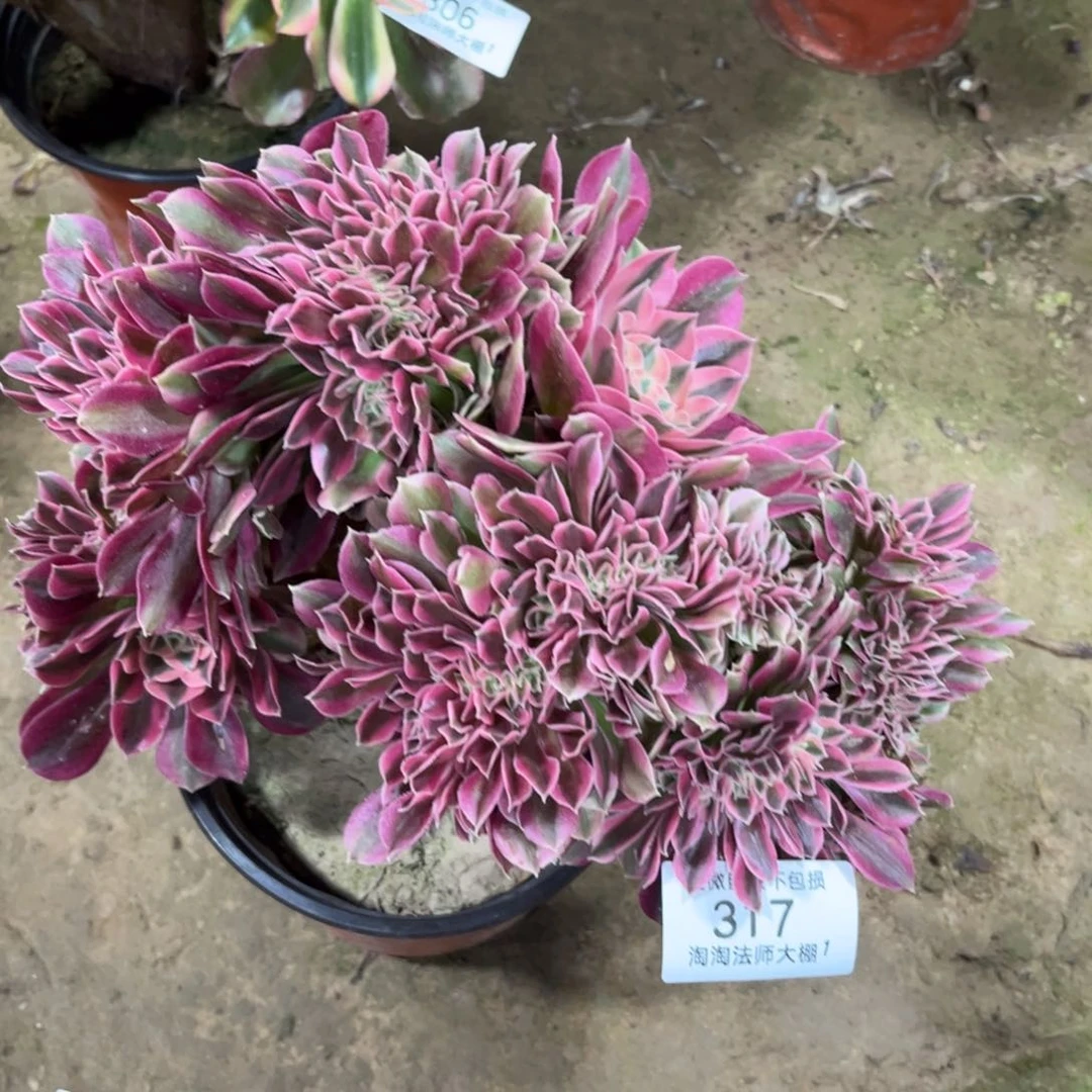 317粉女巫缀化多肉植物法师