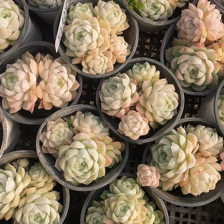 白月影老桩量拍18包邮