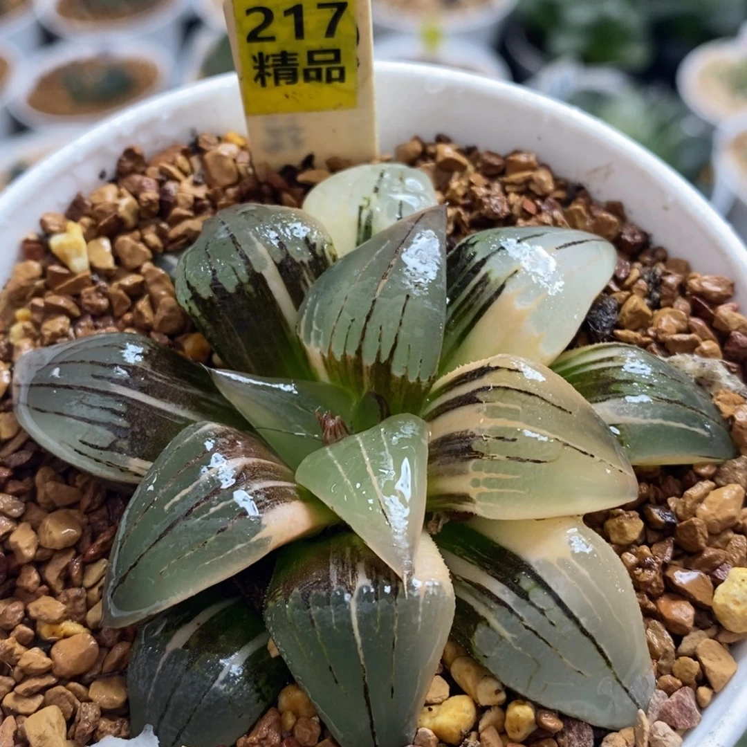 217红纹十二卷多肉