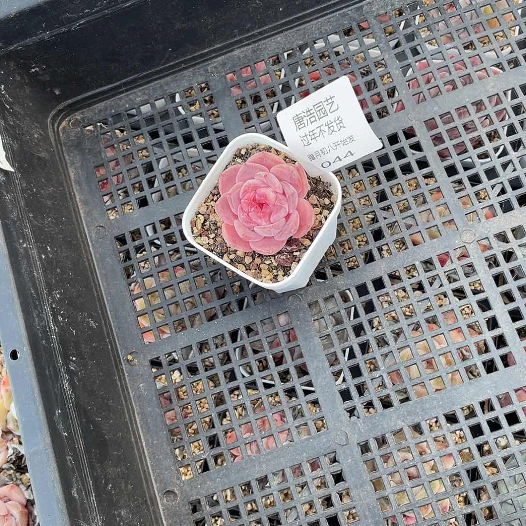 李*糖心一物一拍044