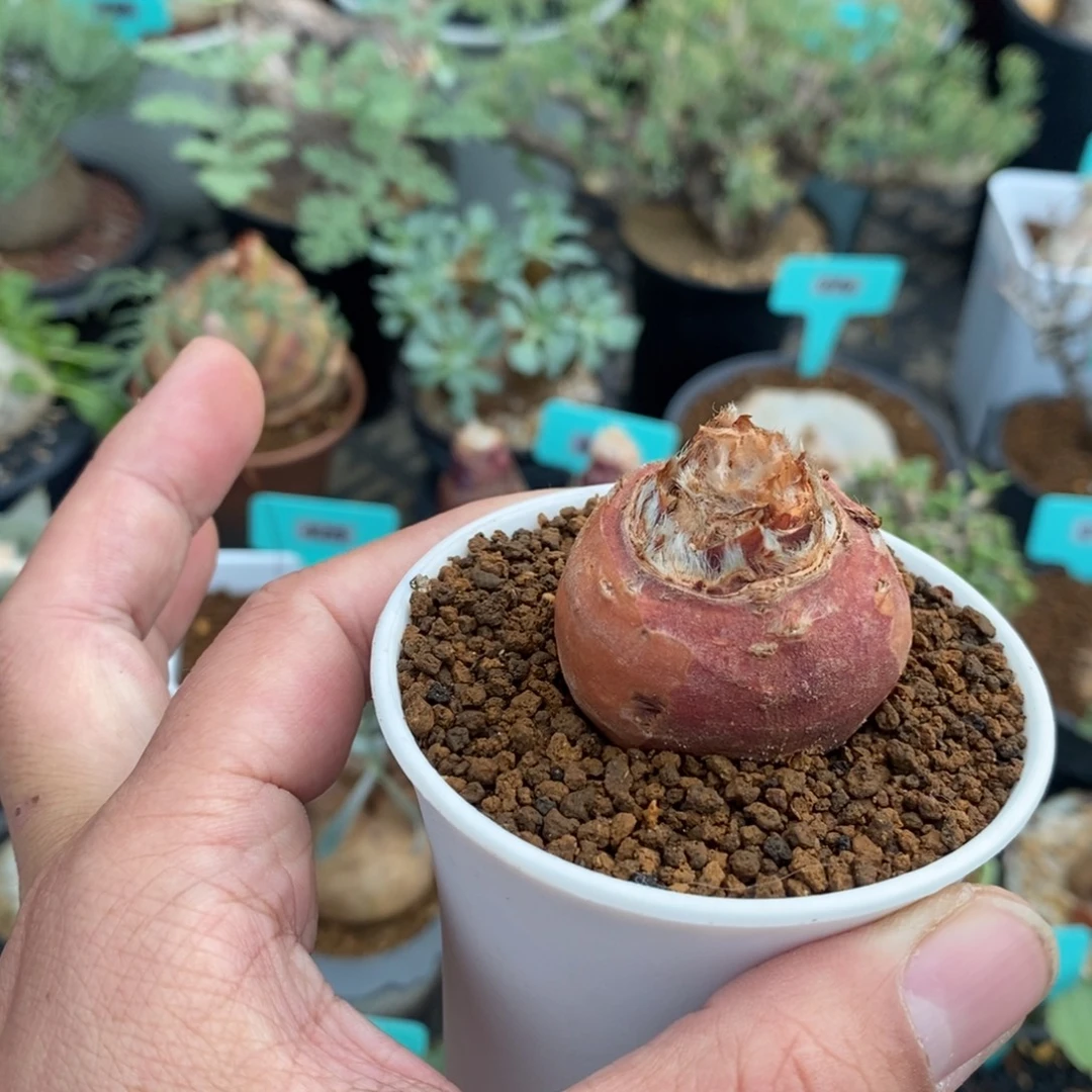 层云杨奎多肉植物