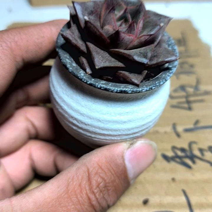 满6元包邮，大和锦