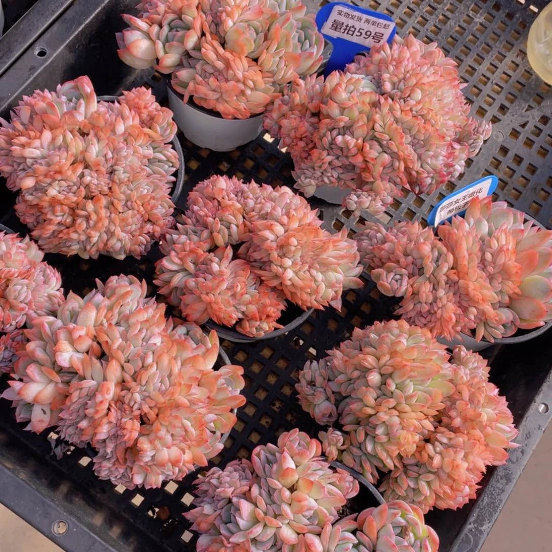 量拍59号 莎莎女王缀化带板子一个
