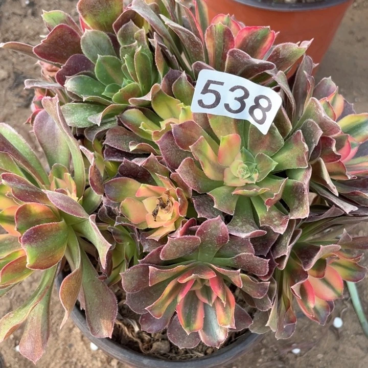 538多肉植物香妃