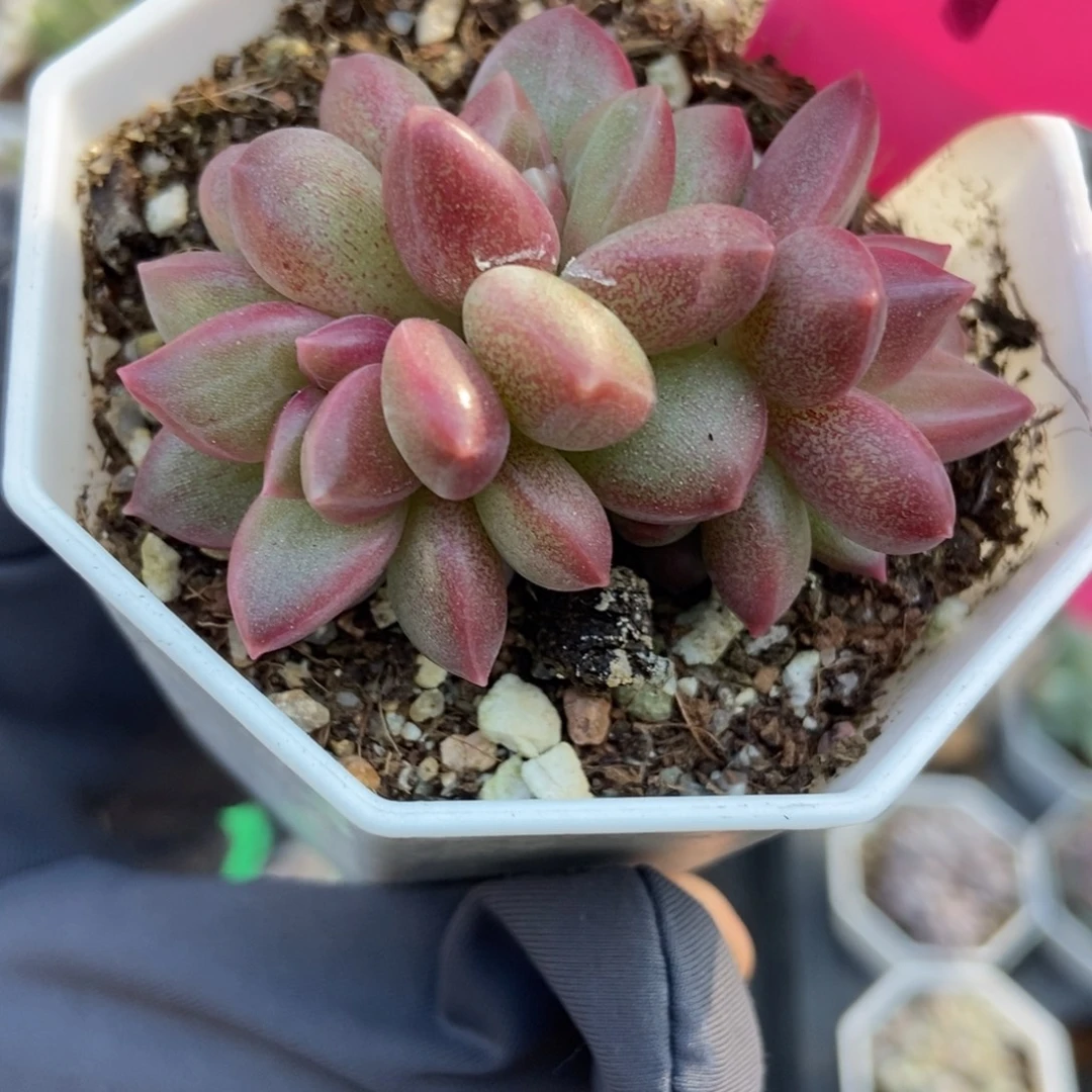 69迷雾泡泡多肉植物多肉