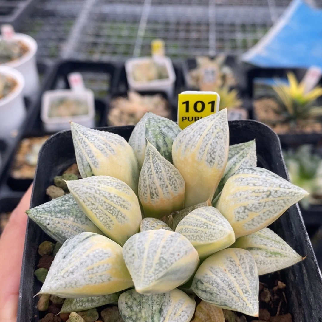 不开花植物101尖叶白银十二卷多肉植物