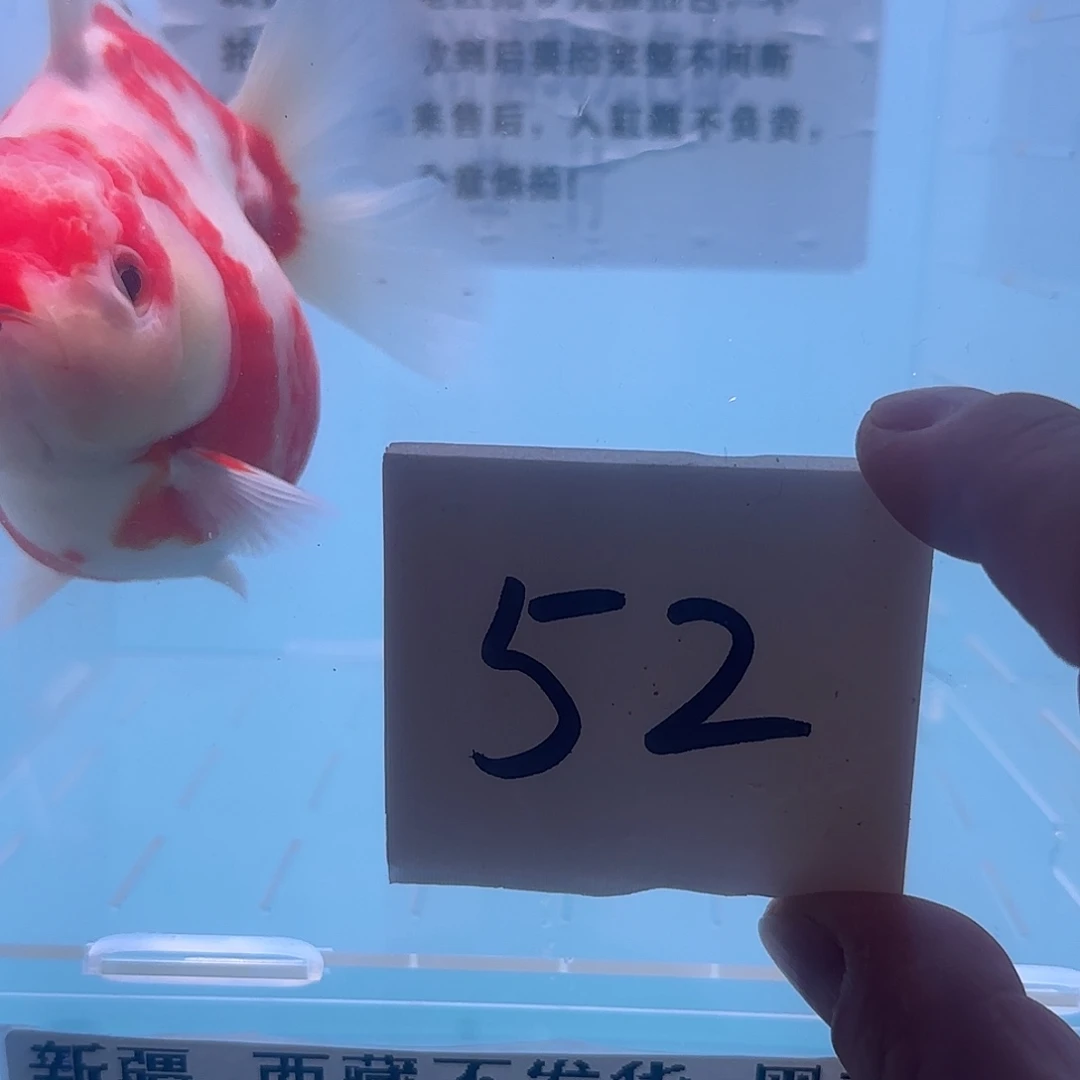 金鱼腾川优宠金鱼专拍