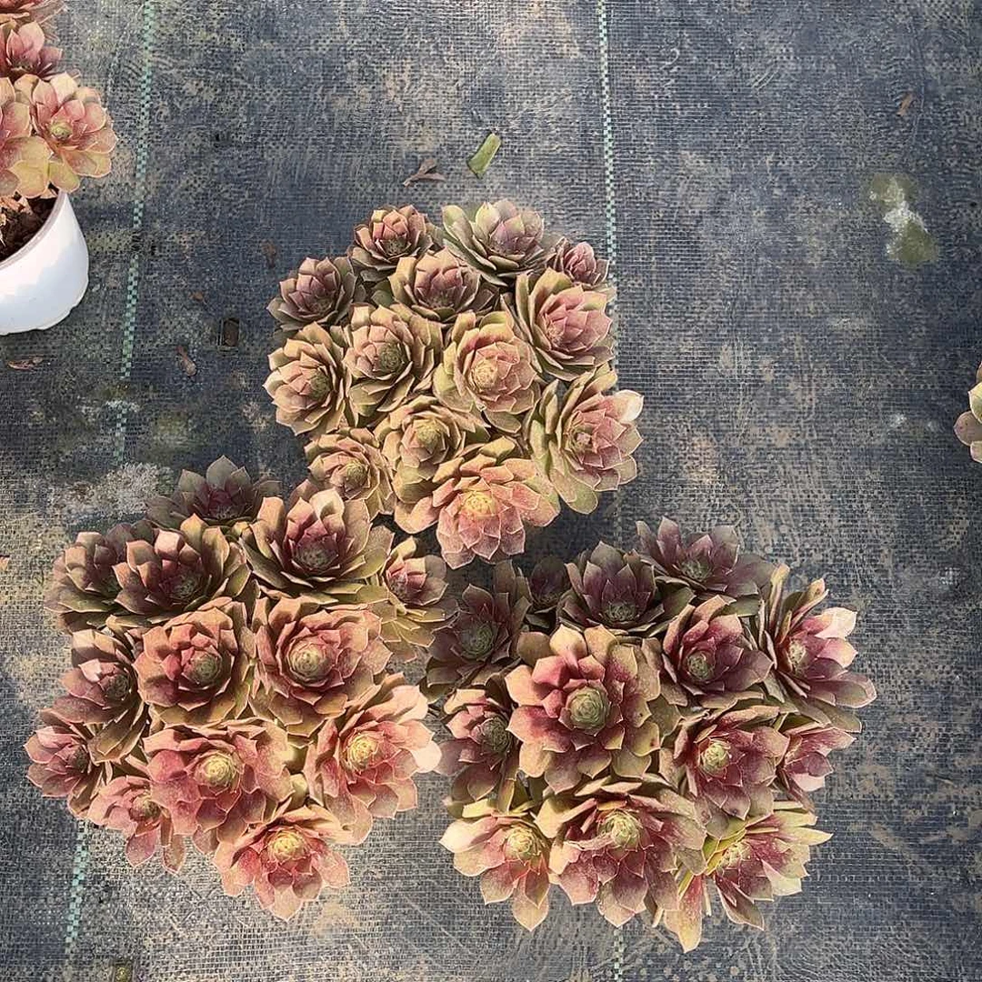 桃花石桃花石漂亮漂亮