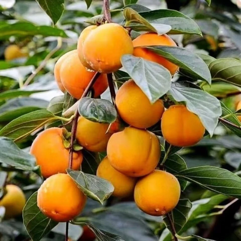 批发软枣种子君迁子种子野柿子软枣种子苗木砧木