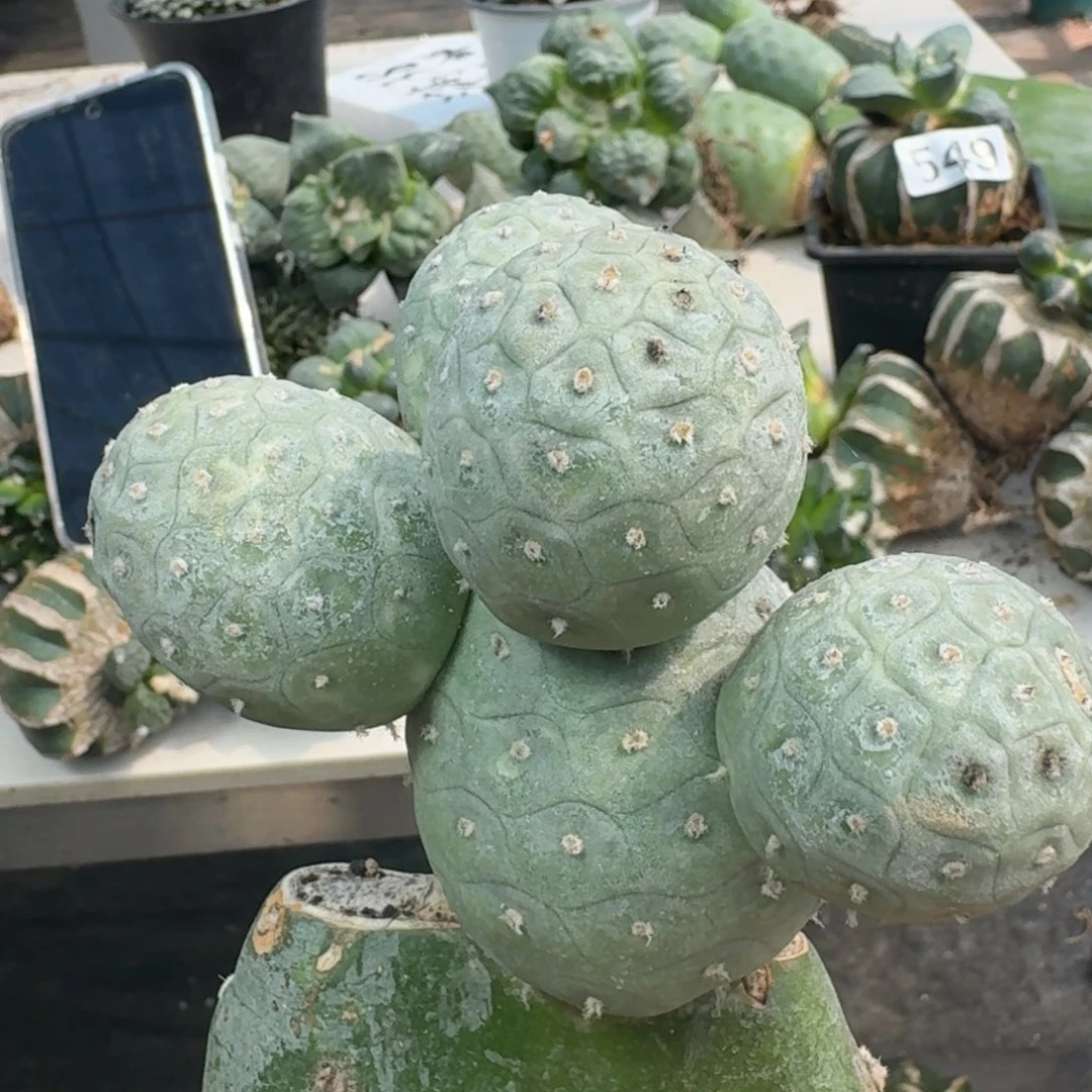 【闪购商品】无花朵五头大型龙鳞570