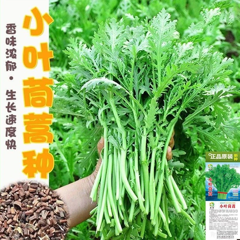 ❉碧绿小叶茼蒿种子 农田菜园可盆栽叶小薄嫩茎浅绿粗壮茼蒿蔬菜
