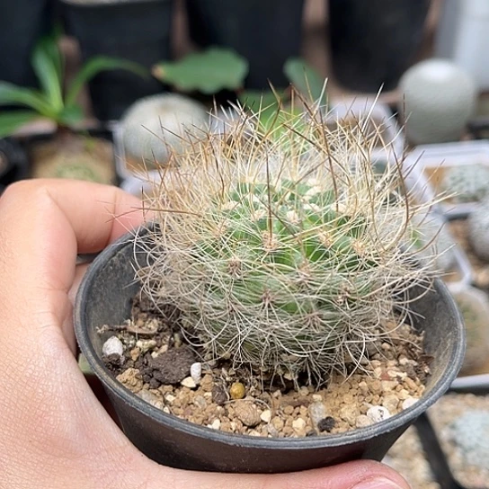 无花朵特价狂刺银翁玉实生球一颗