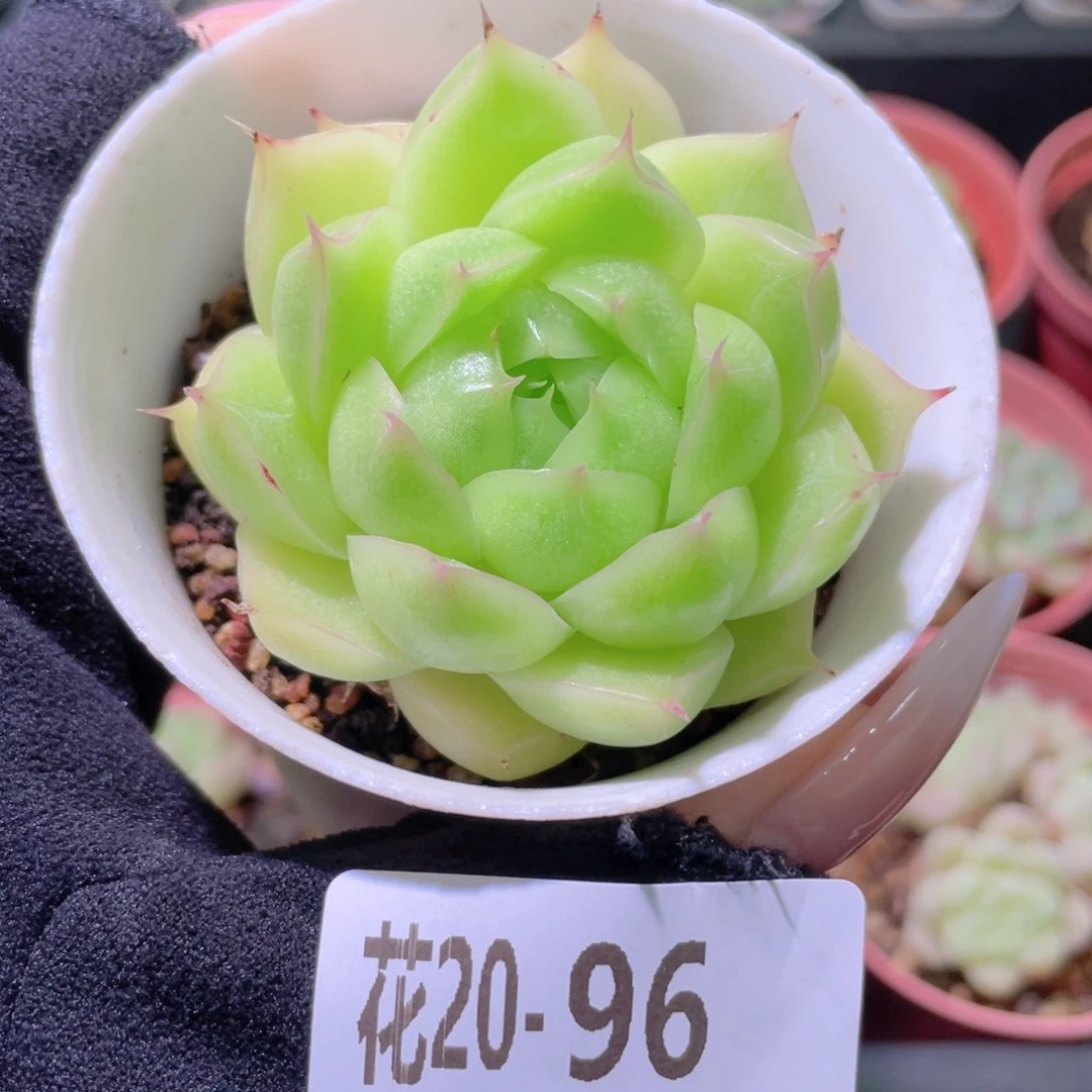 花利美20-96麦秆单头