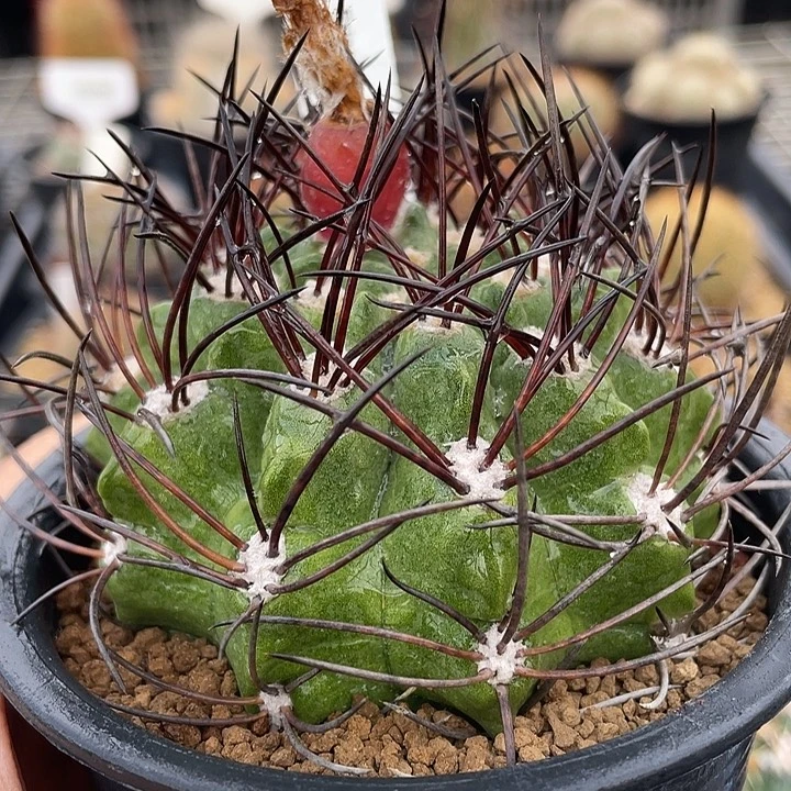 素妆玉实生仙人球裸根发货