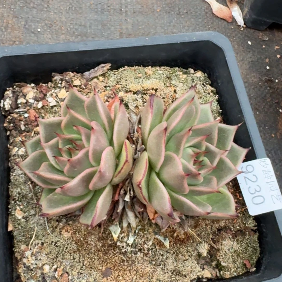 叮***59230杂交多肉植物基地