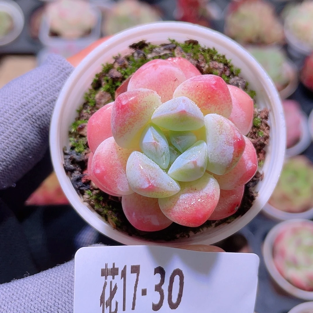 花利美17-30皓月