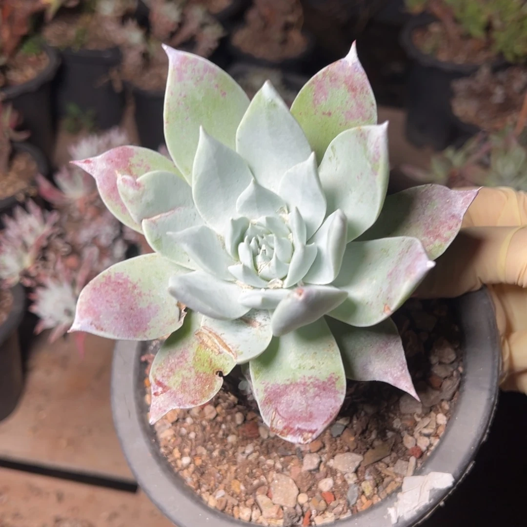 2726哈哈哈哈哈哈哈哈