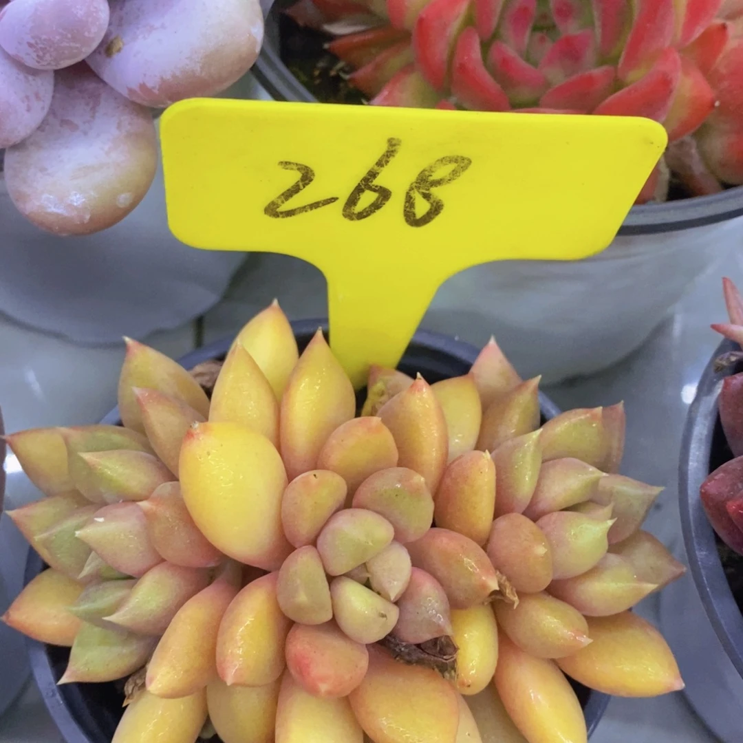 开心多肉，首播2场，一单包邮