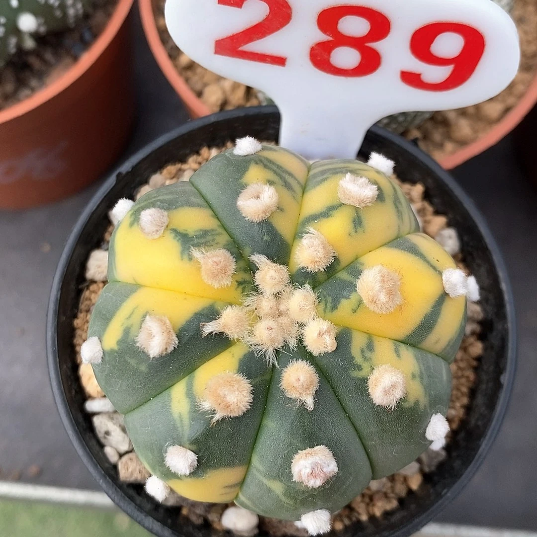 289兜锦系列产品的