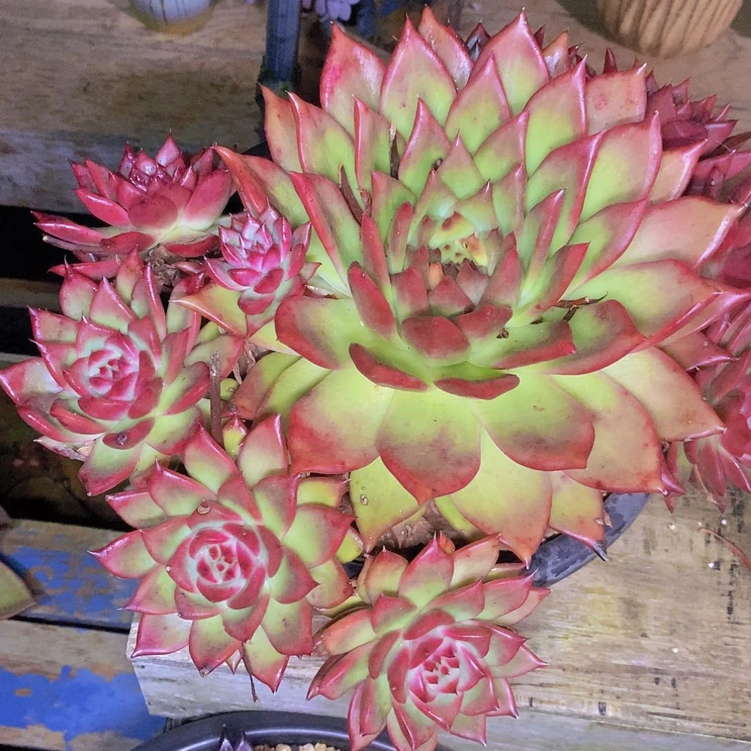 多肉植物彩色吉拉姆大群