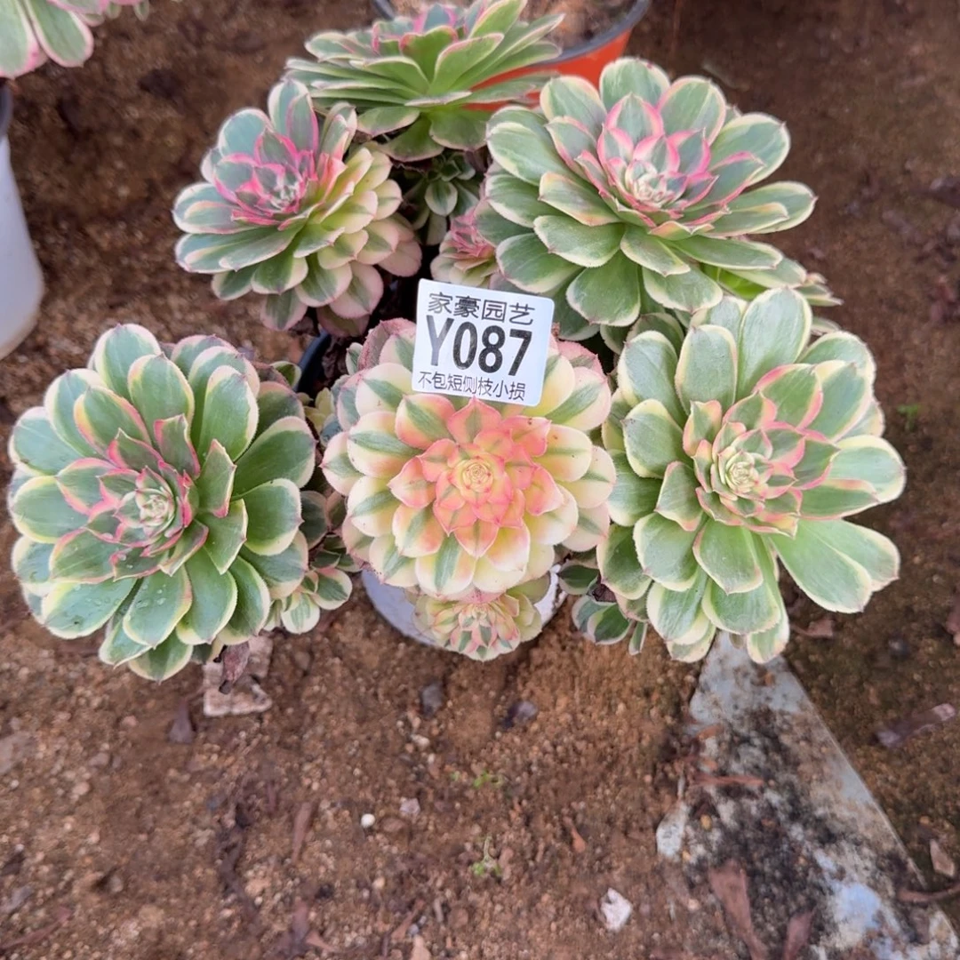 087海神官服20左右2