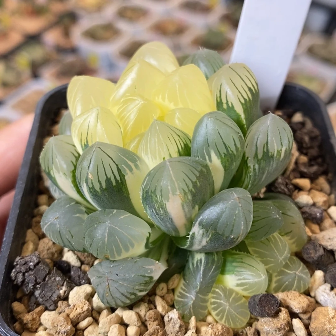 575号实生玉露锦带盆