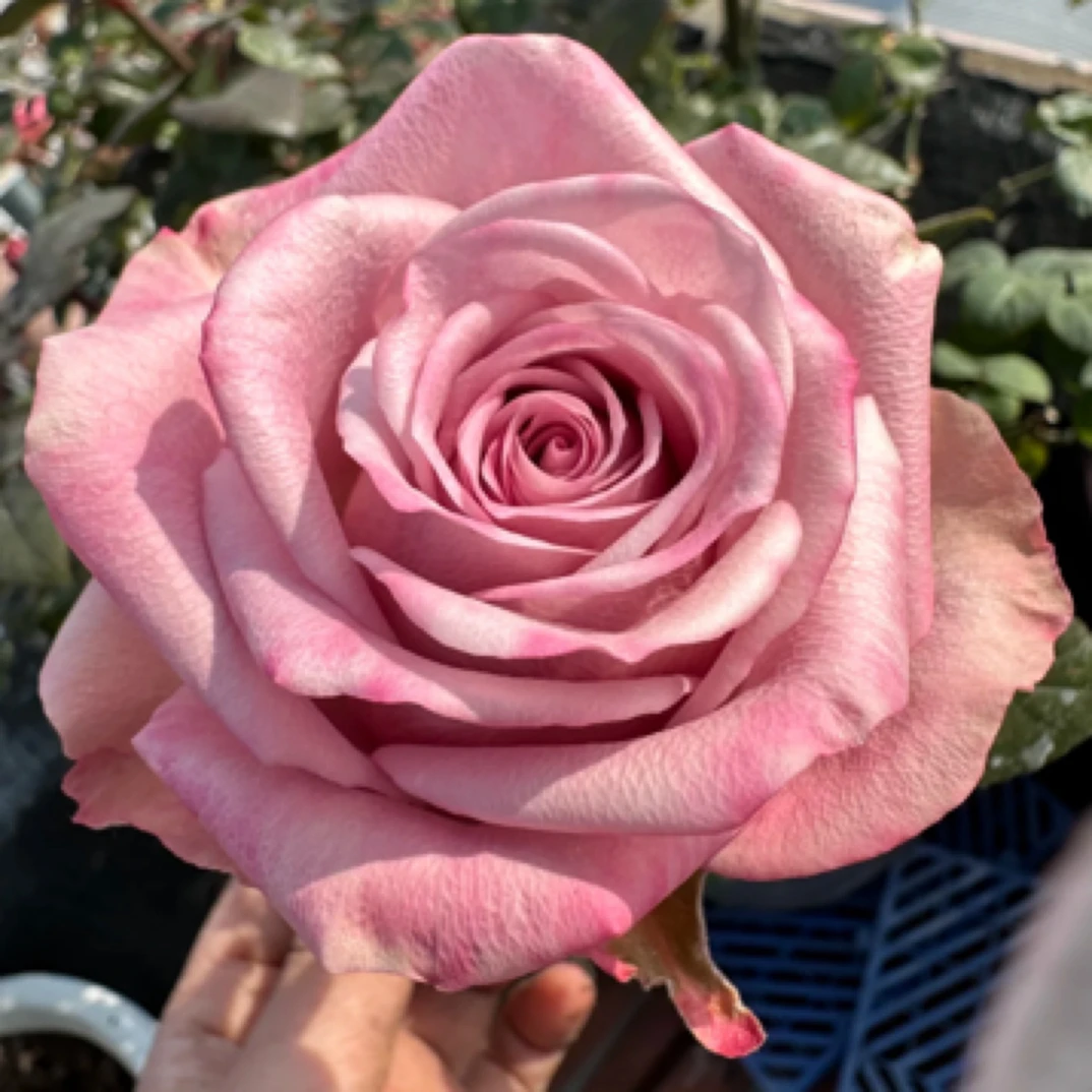 粉曼塔/甜蜜曼塔月季一加仑根接多季开花原盆原土 修剪发货