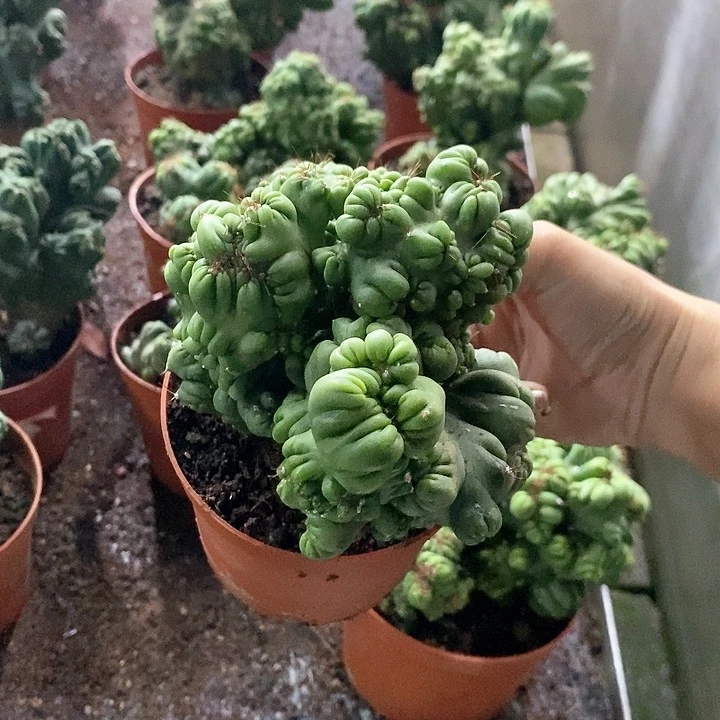 中*花花草草花花草草