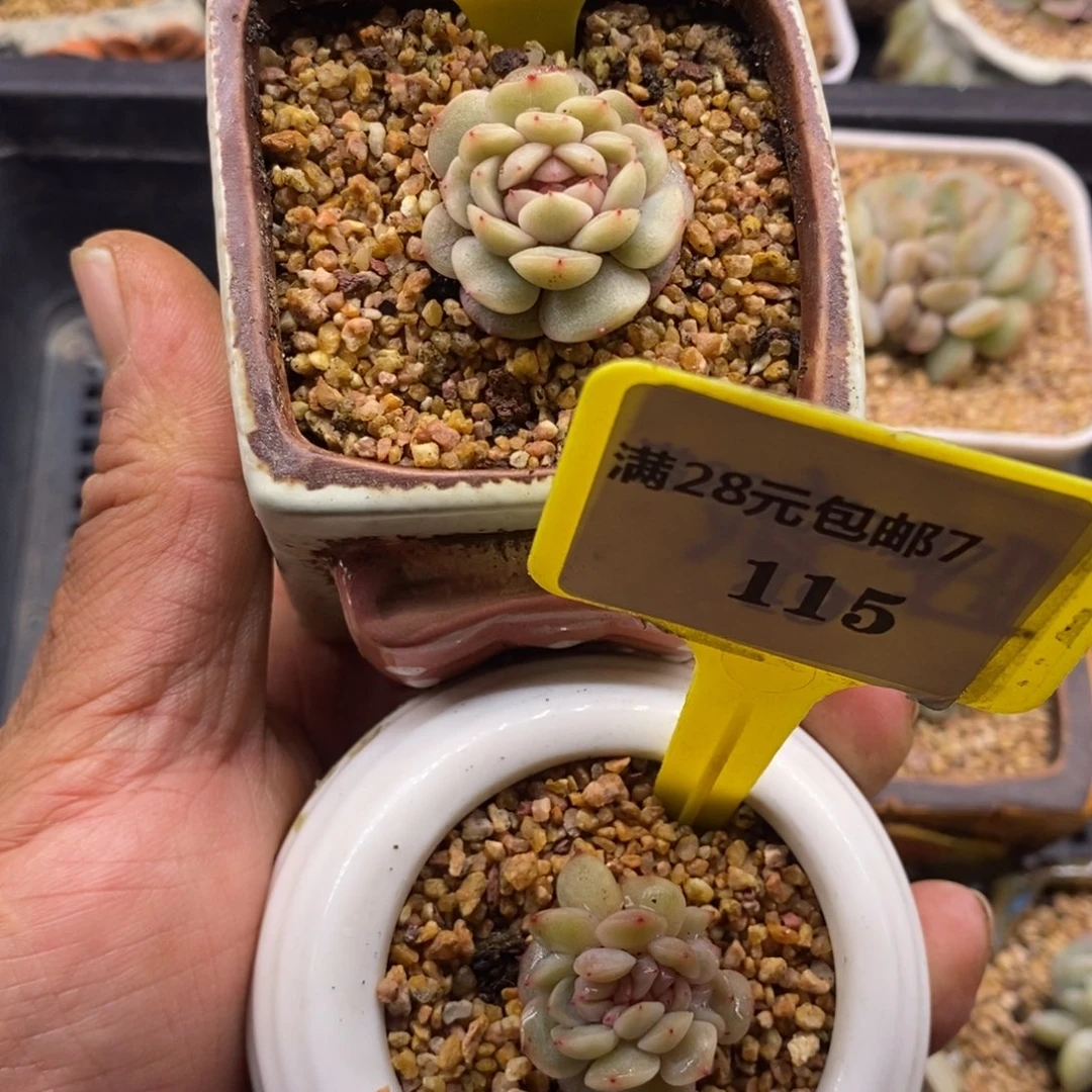 随*?4114115红恋缀多肉植物