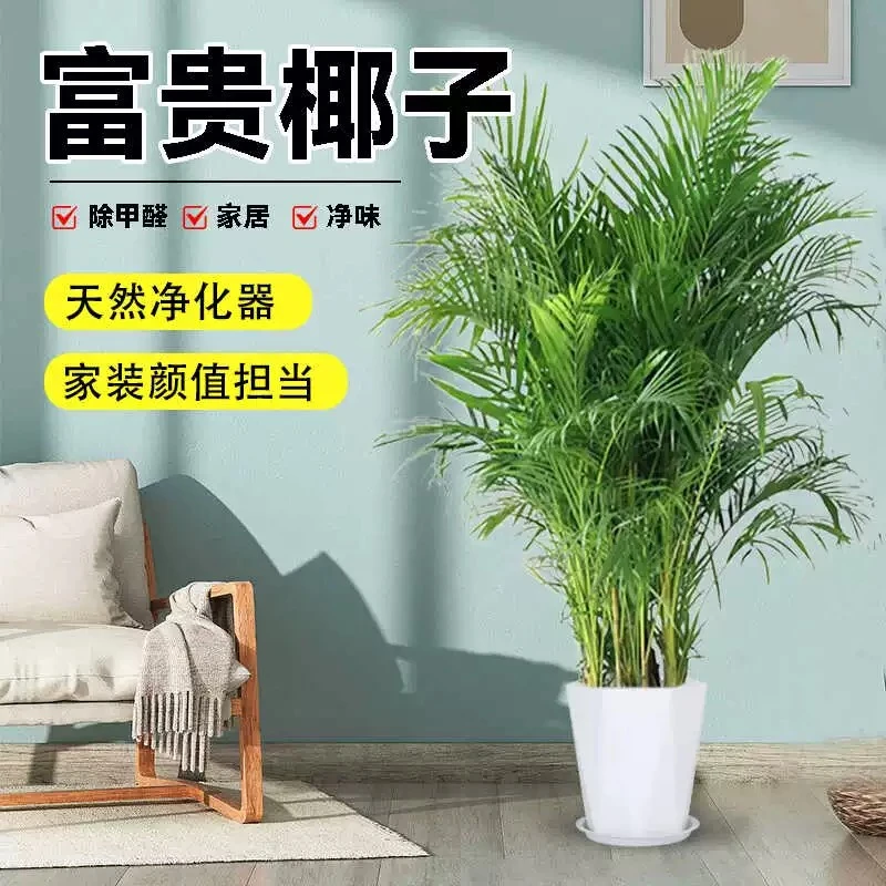 富贵椰子1.3~1.4米室内百搭绿植简单好养易活