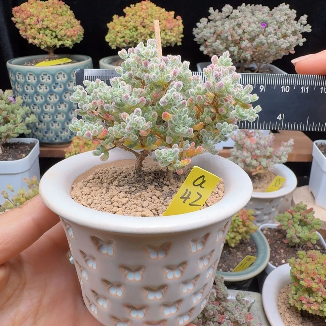 a42号冰晶带盆发货