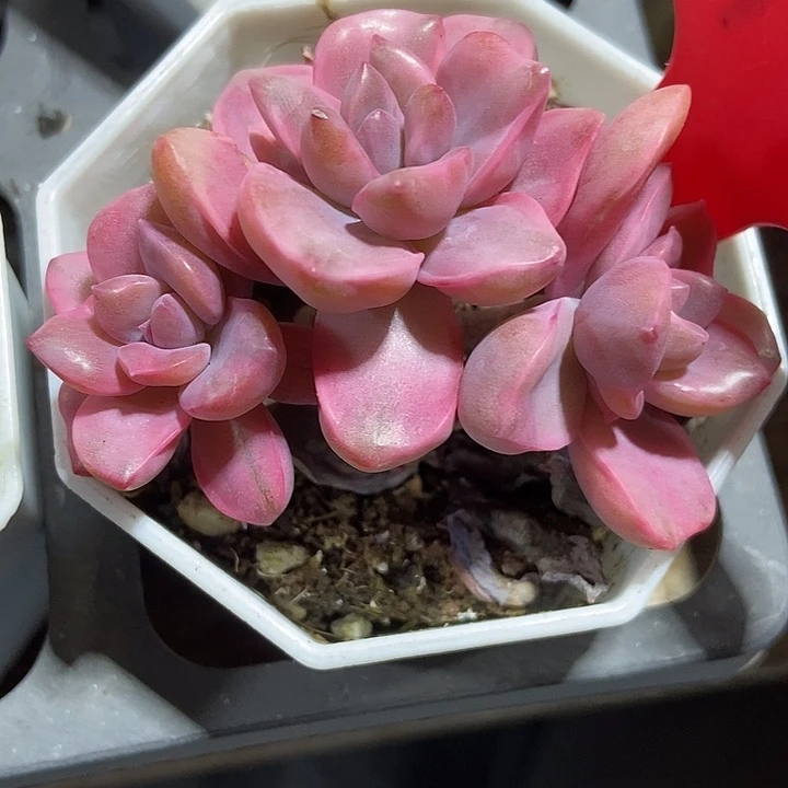 多肉植物彩虹糖锦6708