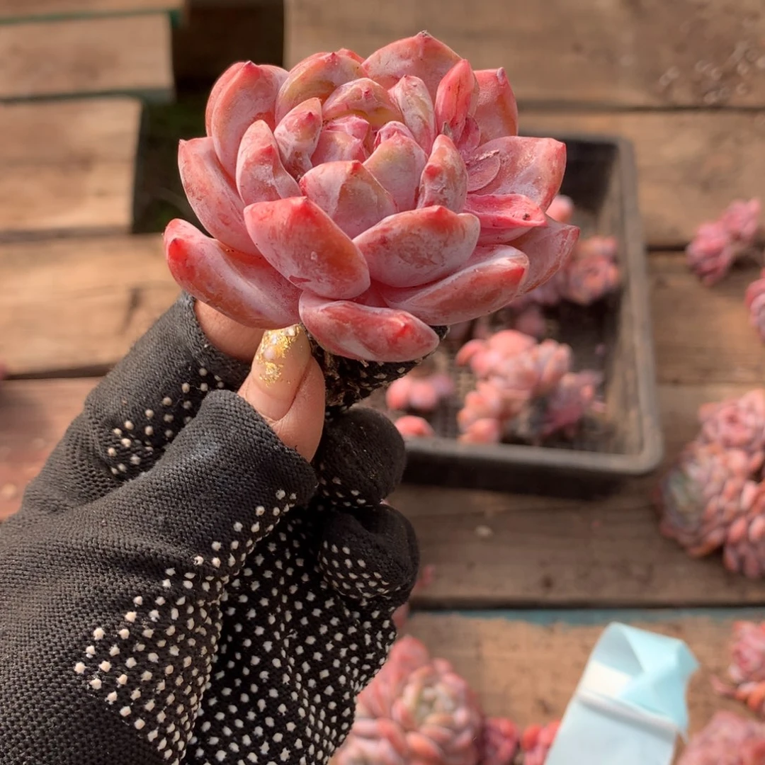 石榴籽哈哈哈哈哈哈哈哈！冰玉