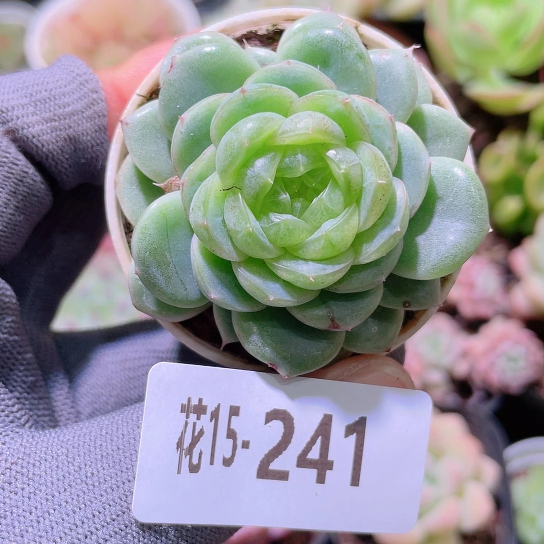 花利美15-241霜雪
