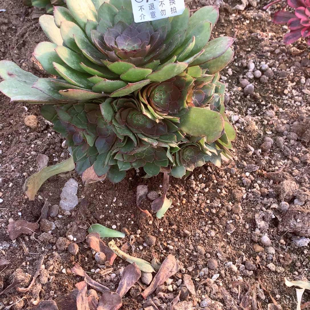 多肉植物红魔270