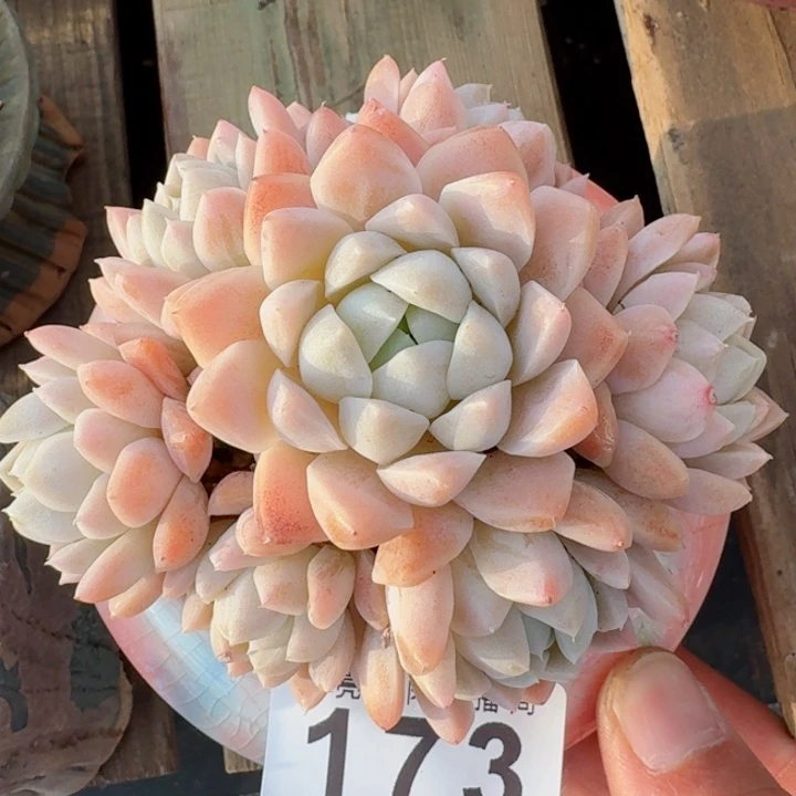 奶油美人         精控精养多肉植物