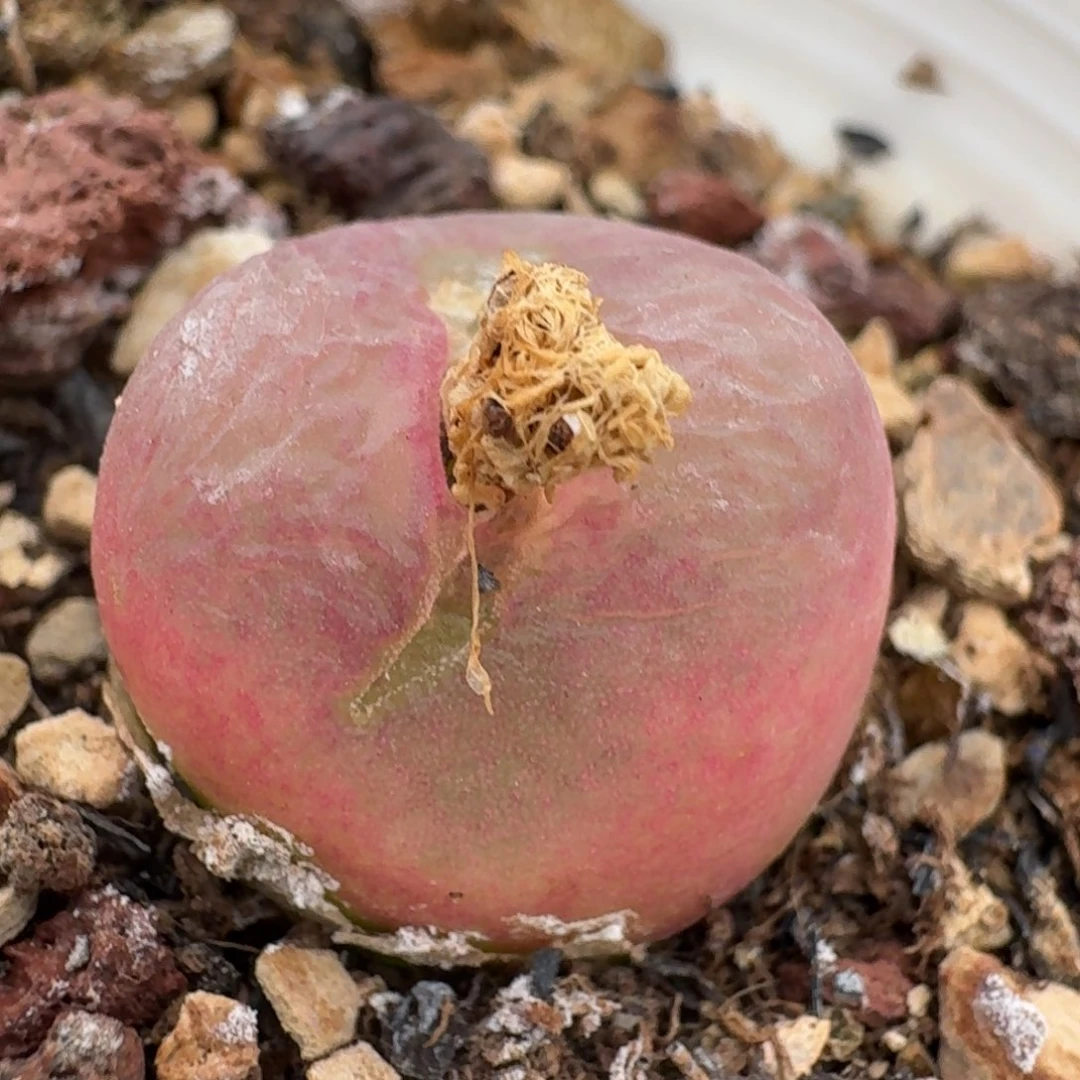 169带盆0000000000000