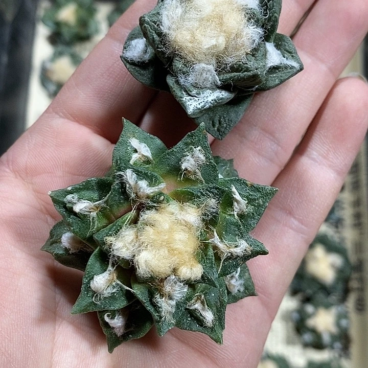 小****奶苗落牡丹2颗。483号