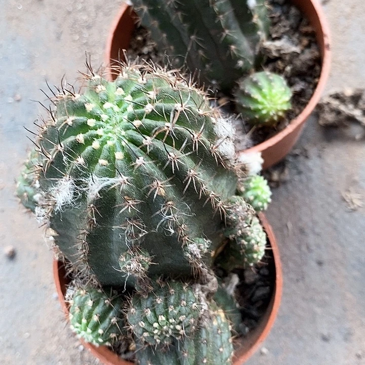 2个灵犀丽花仙人球2467899