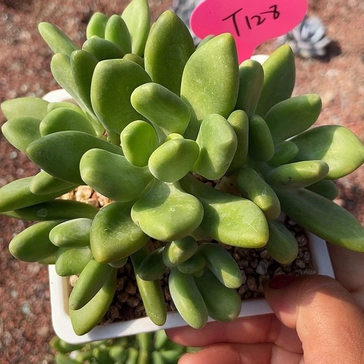 芒果美人老桩多肉128